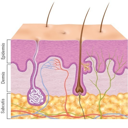 Layers of the skin Layers of the skin