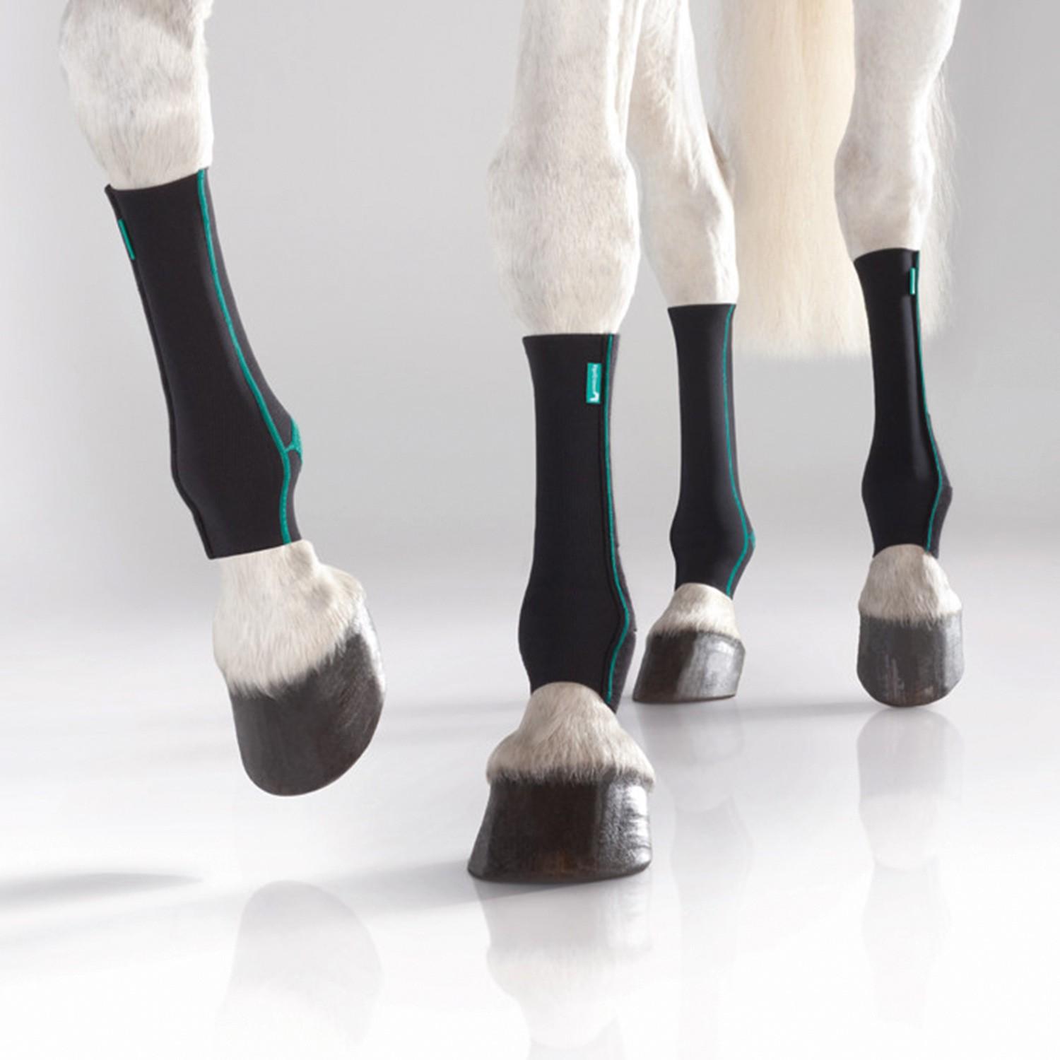 Horse with compression bandage Horse with compression bandages
