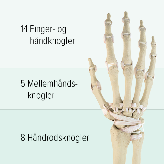 Man ser en grafisk fremstilling af knoglerne i en hånd: Den øverste del består af 14 fingerknogler, mellemhånden består af 5 mellemhåndsknogler, og i den nederste del findes 8 håndrodsknogler