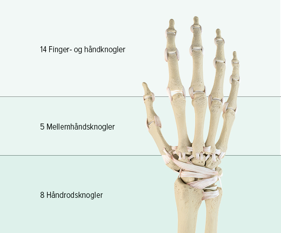 Man ser en grafisk fremstilling af knoglerne i en hånd: Den øverste del består af 14 fingerknogler, mellemhånden består af 5 mellemhåndsknogler, og i den nederste del findes 8 håndrodsknogler