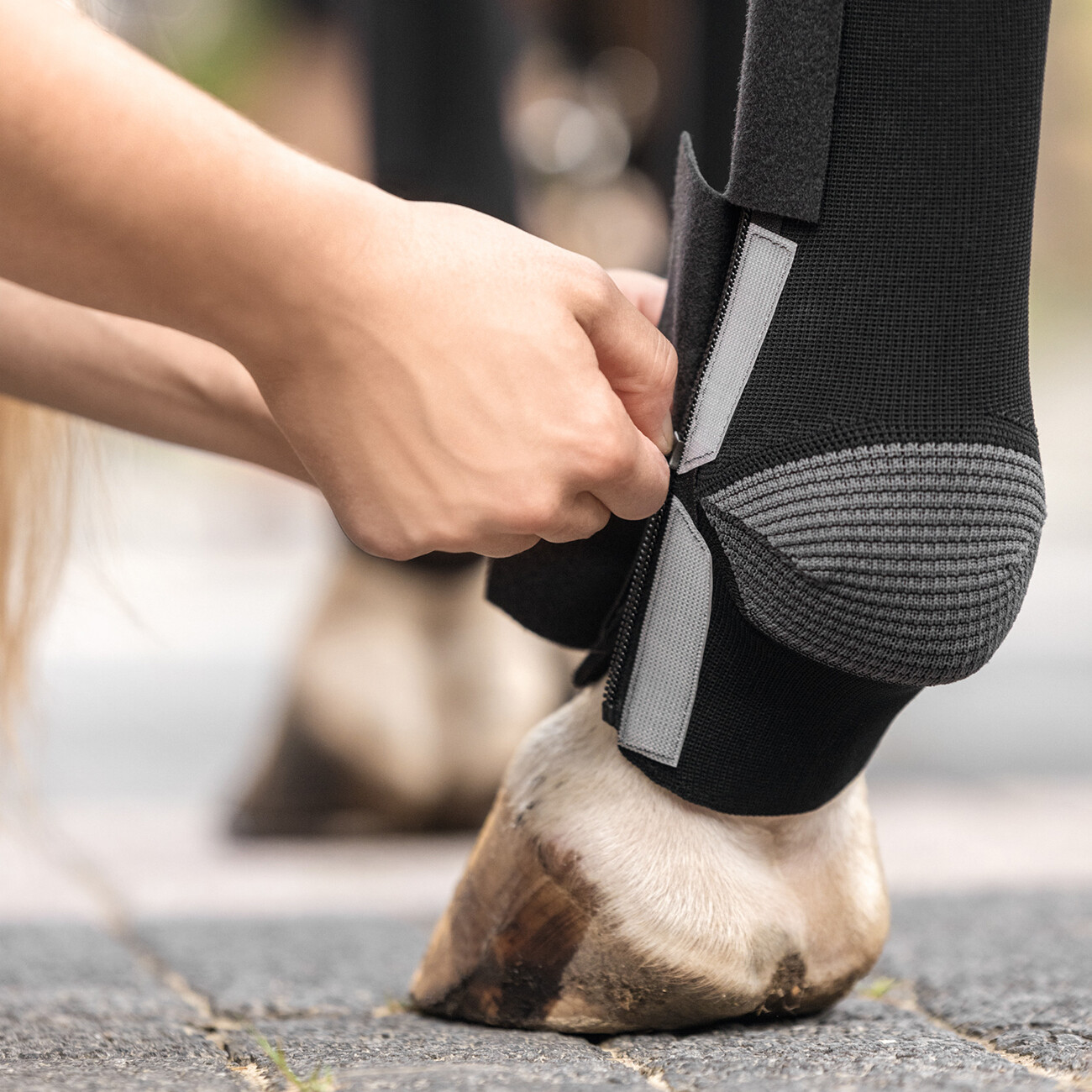 Pferd mit Kompressionsbandage Pferd mit Kompressionsbandagen